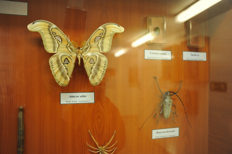 Zdjęcie nagłówkowe otwierające podstronę: Noc Biologów na Uniwersytecie Opolskim!